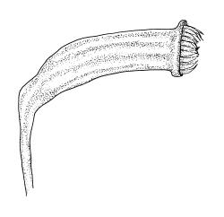 Plagiothecium lamprostachys, capsule, dry. Drawn from A.J. Fife 7146, CHR 405837.
 Image: R.C. Wagstaff © Landcare Research 2018 